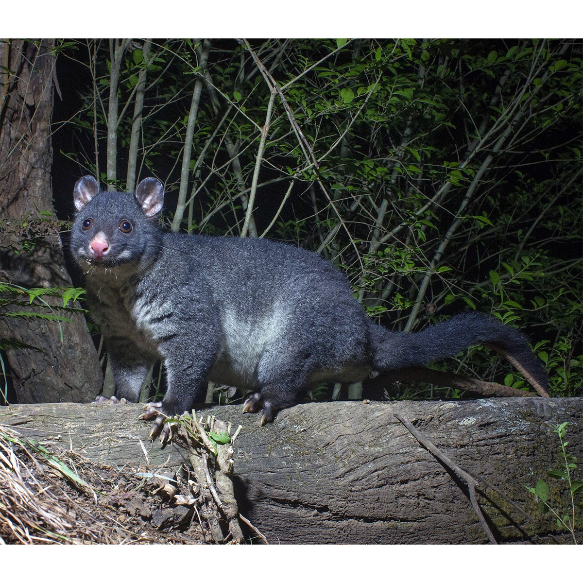Собачий кузу (Trichosurus caninus) Фото №2