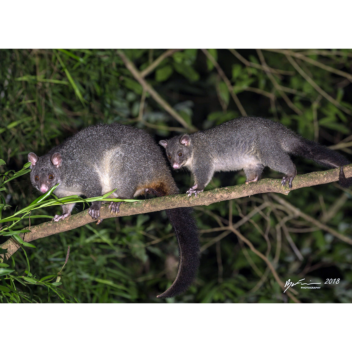Собачий кузу (Trichosurus caninus) Фото №8