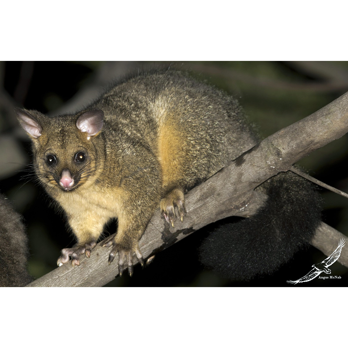 Лисий кузу (Trichosurus vulpecula) Фото №2