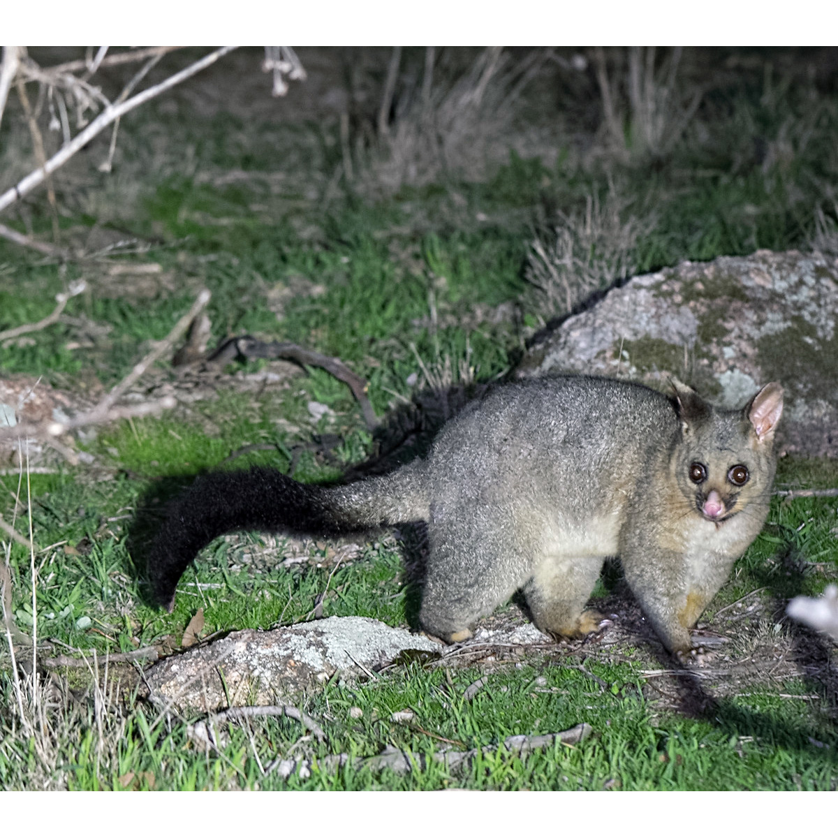 Лисий кузу (Trichosurus vulpecula) Фото №3