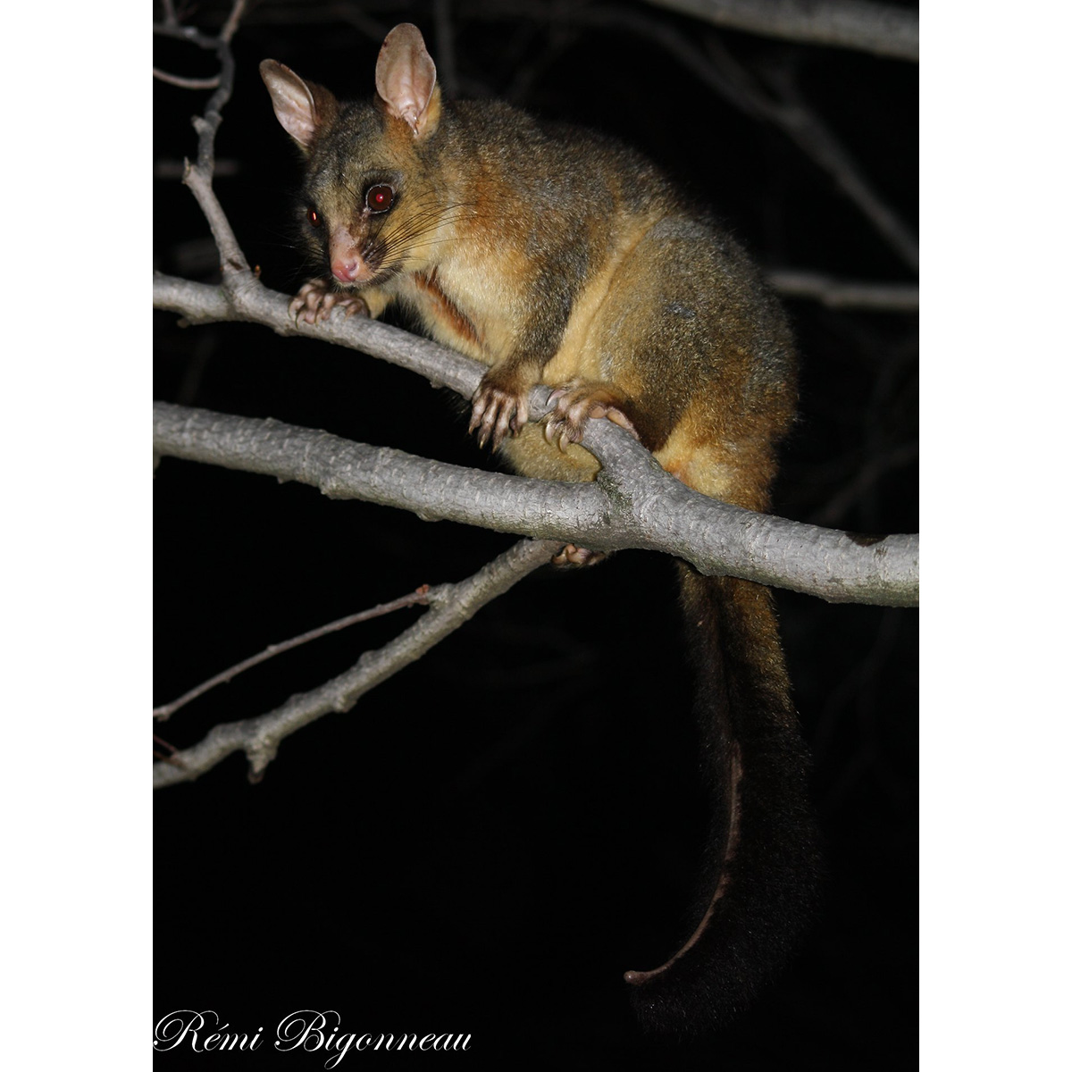 Лисий кузу (Trichosurus vulpecula) Фото №4