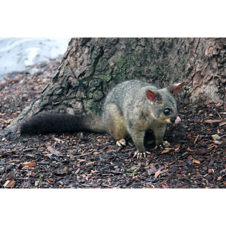 Лисий кузу (Trichosurus vulpecula) Фото №5