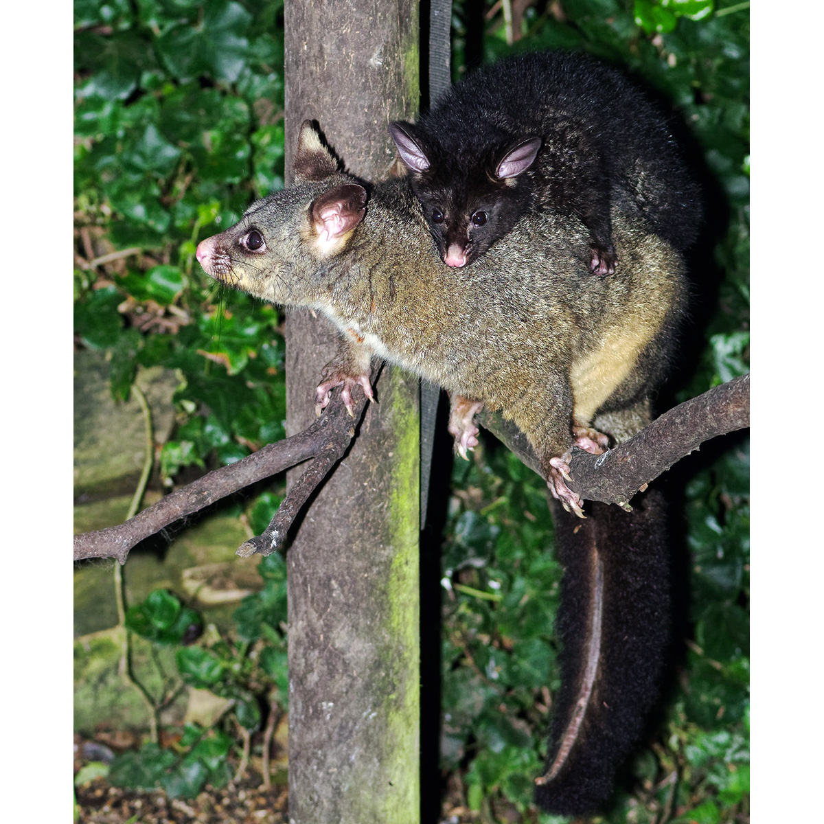 Лисий кузу (Trichosurus vulpecula) Фото №7