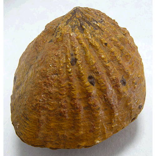 Семейство Trigonioidea  фото