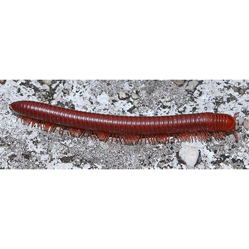 Семейство Trigoniulidae фото