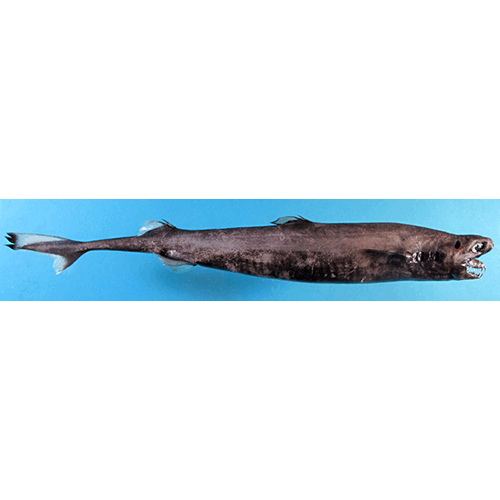  Род Trigonognathus  фото