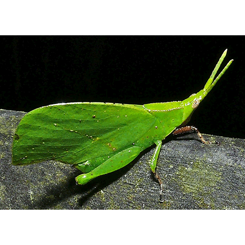 Семейство Trigonopterygoidea фото