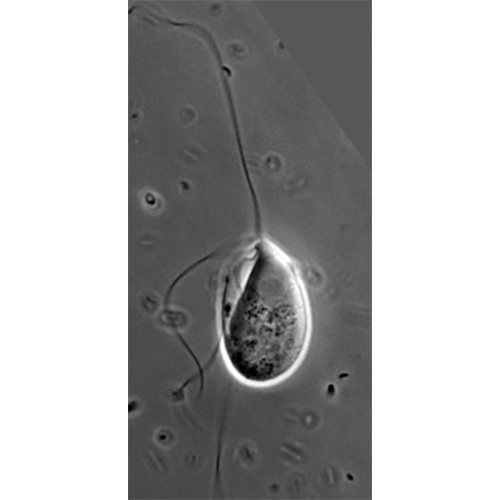 Отряд Trimastigida фото