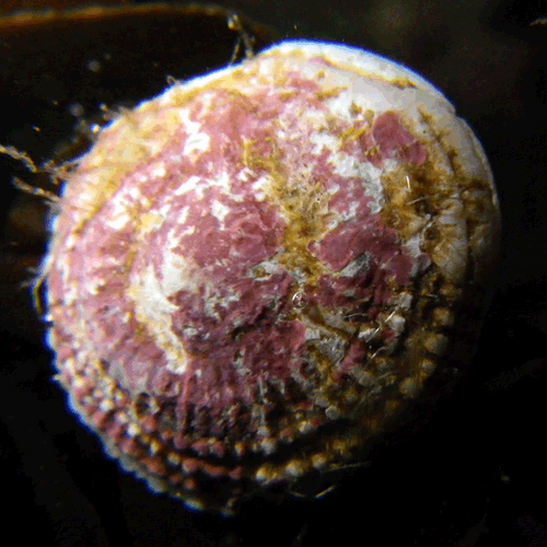 Семейство Trimusculoidea  фото