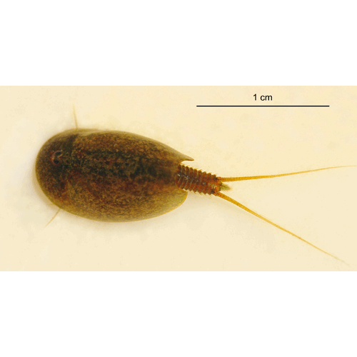 Семейство Triopsidae фото