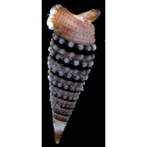 Семейство Triphoroidea  фото