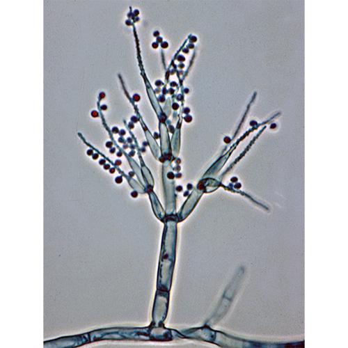 Отряд Tritirachiales фото