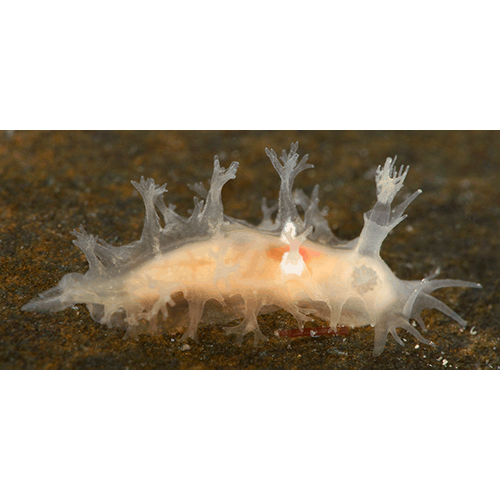 Семейство Tritonioidea  фото