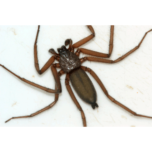 Семейство Trochanteriidae фото