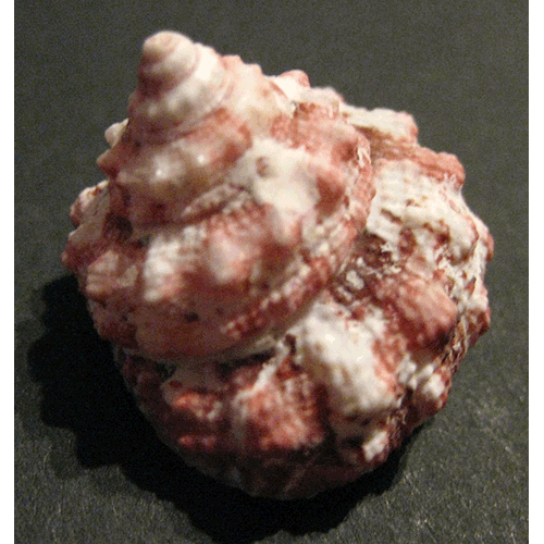 Семейство Trochoidea  фото