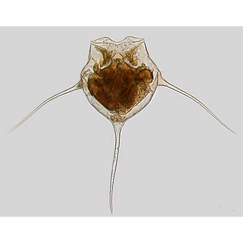 Семейство Trochosphaeridae  фото
