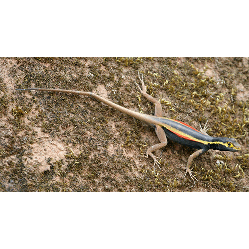 Семейство Tropiduridae фото