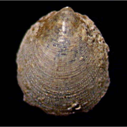 Отряд Tryblidiida фото