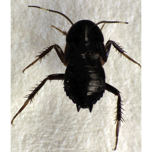 Семейство Tryonicidae фото