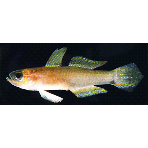 Род Tryssogobius фото