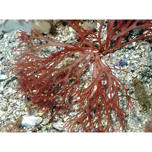 Семейство Tsengiaceae фото
