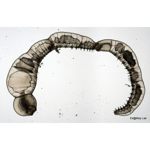 Семейство Tubificidae фото