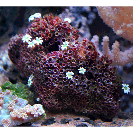 Семейство Tubiporidae  фото