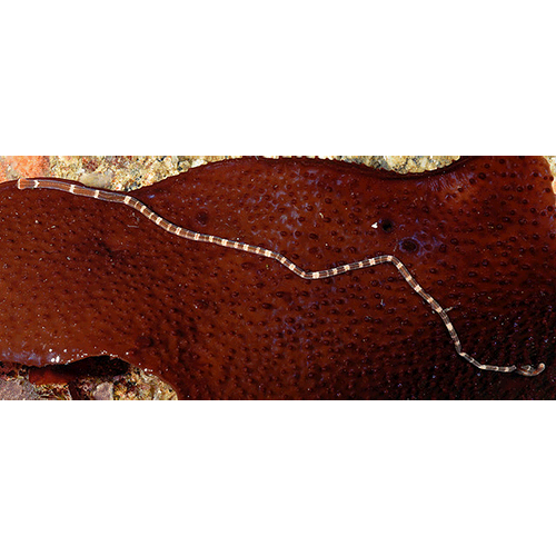 Семейство Tubulanidae  фото