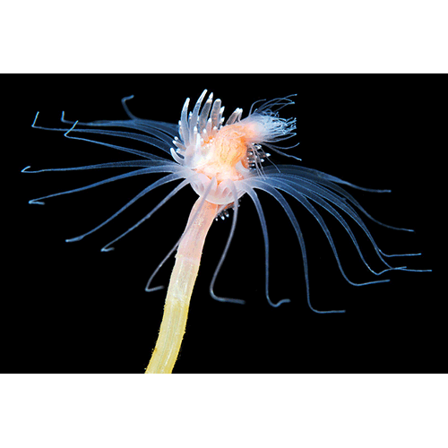 Семейство Tubulariidae  фото