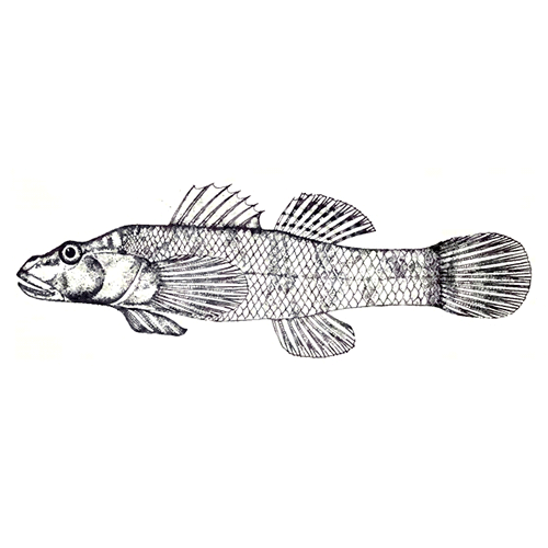 Род Tukugobius фото