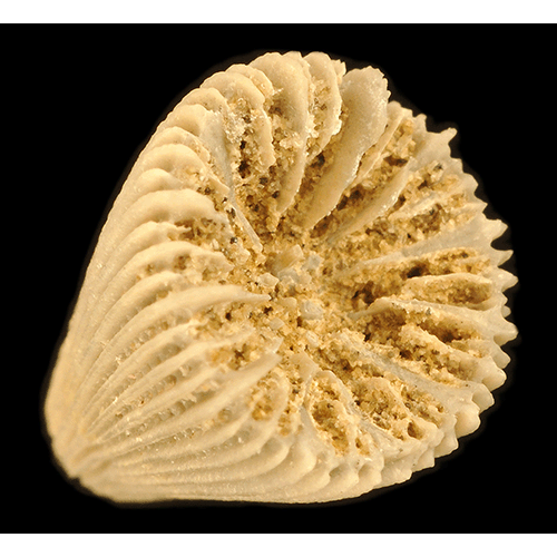 Семейство Turbinoliidae  фото