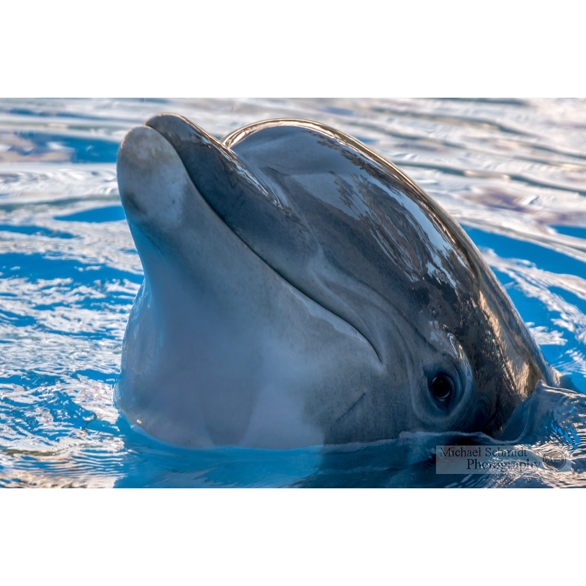 Индийская афалина (Tursiops aduncus) Фото №10