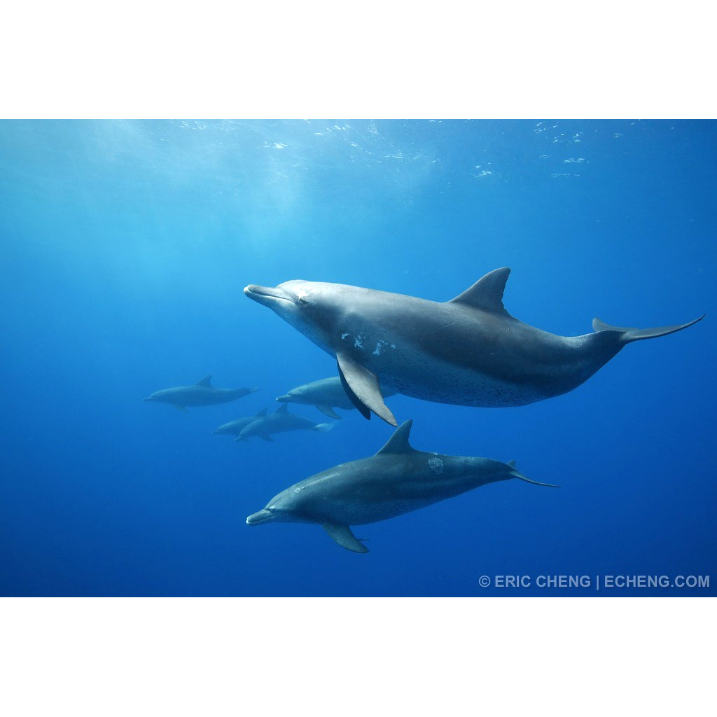 Индийская афалина (Tursiops aduncus) Фото №2