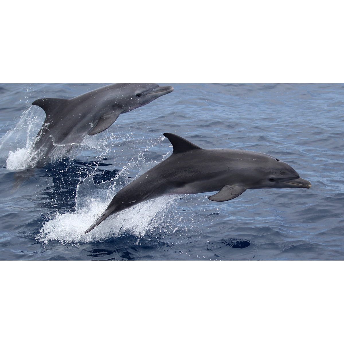 Индийская афалина (Tursiops aduncus) Фото №3