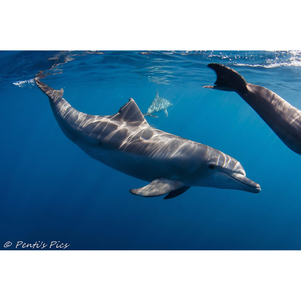 Индийская афалина (Tursiops aduncus) Фото №4