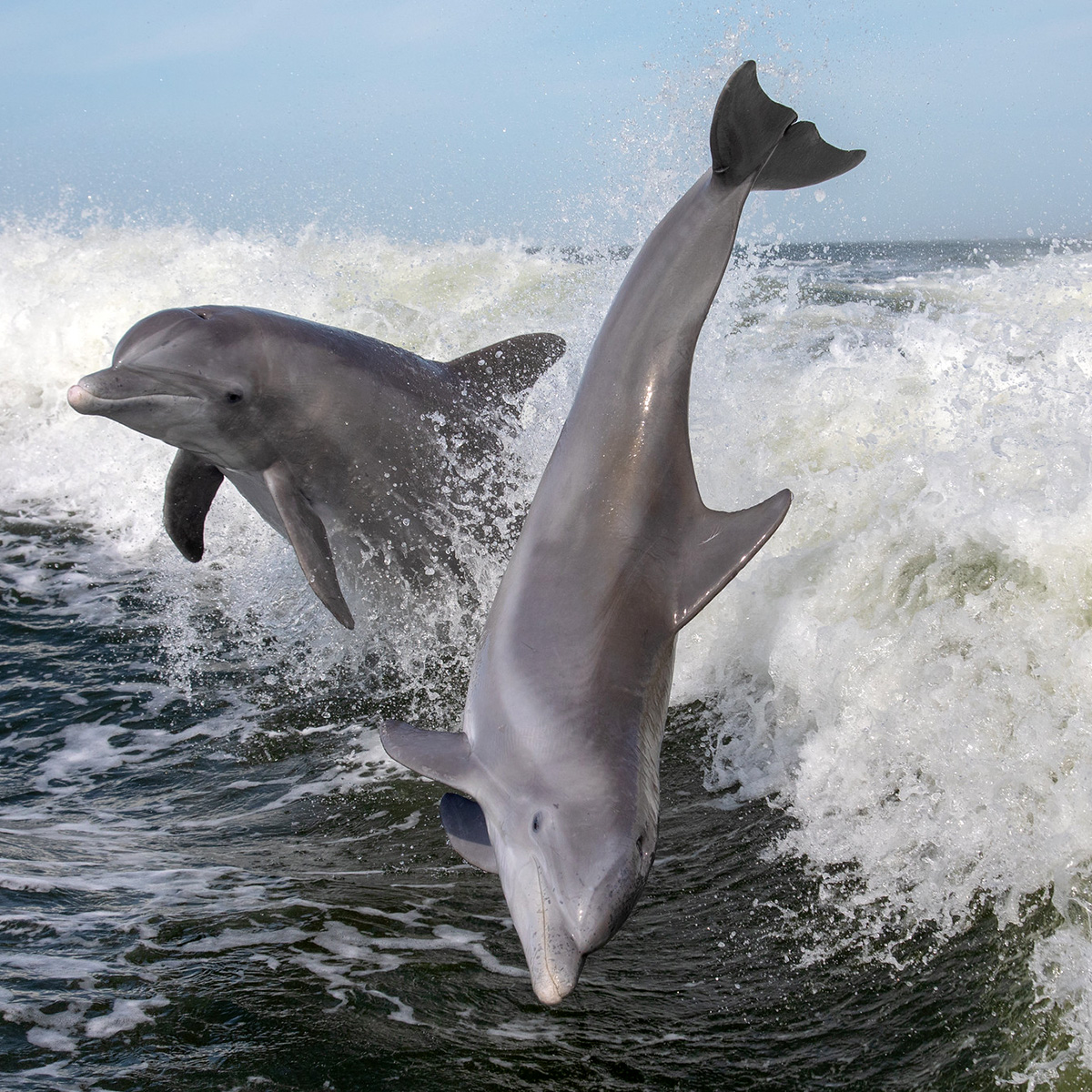 Индийская афалина (Tursiops aduncus) Фото №5