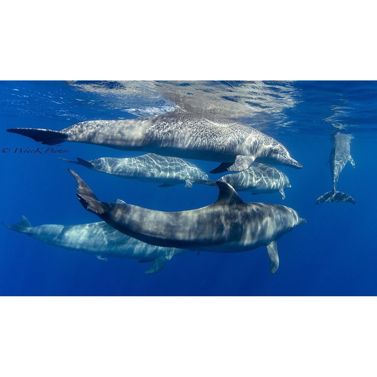 Индийская афалина (Tursiops aduncus) Фото №6