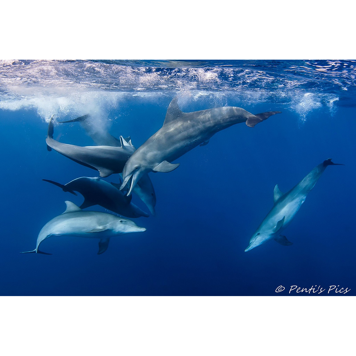 Индийская афалина (Tursiops aduncus) Фото №7