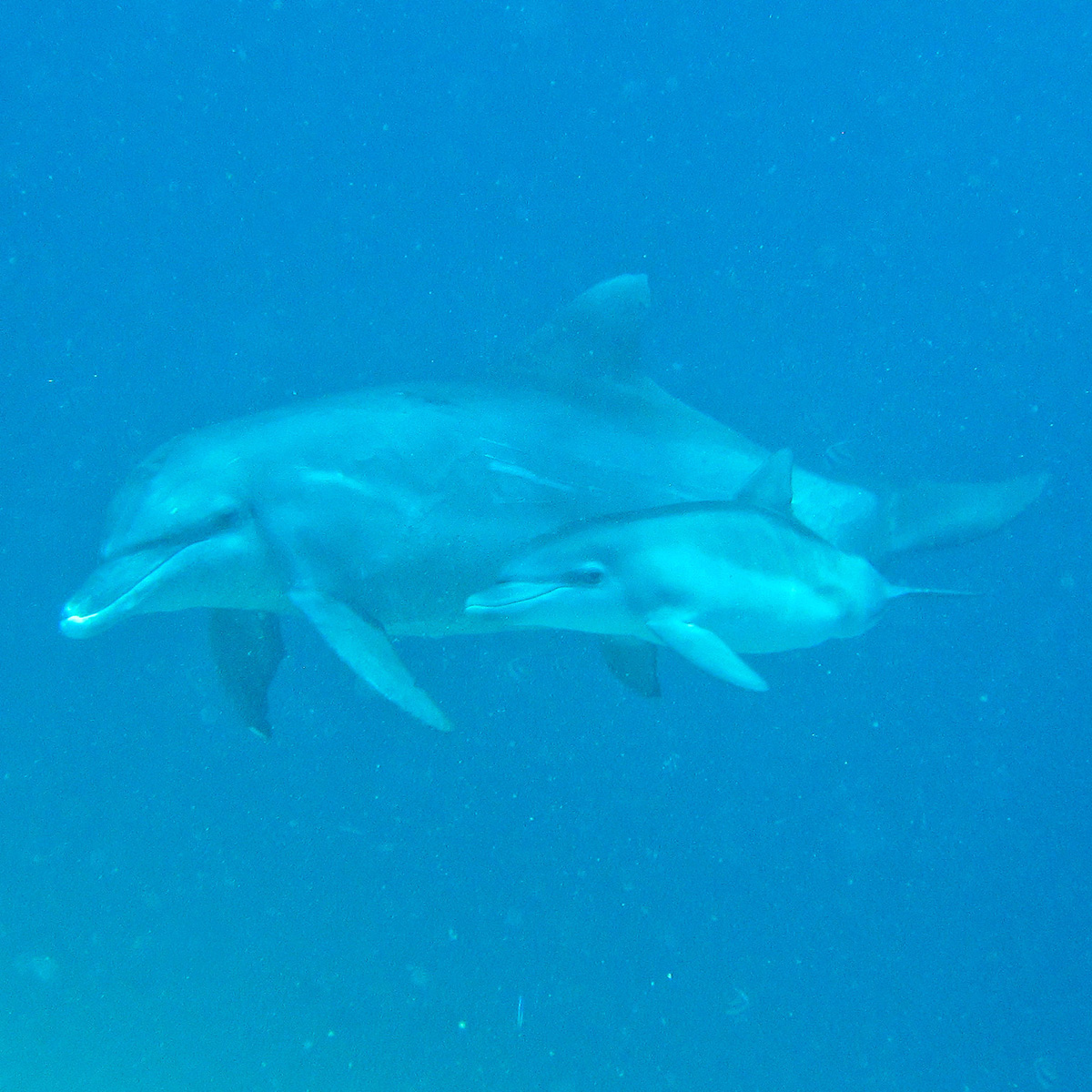 Индийская афалина (Tursiops aduncus) Фото №8
