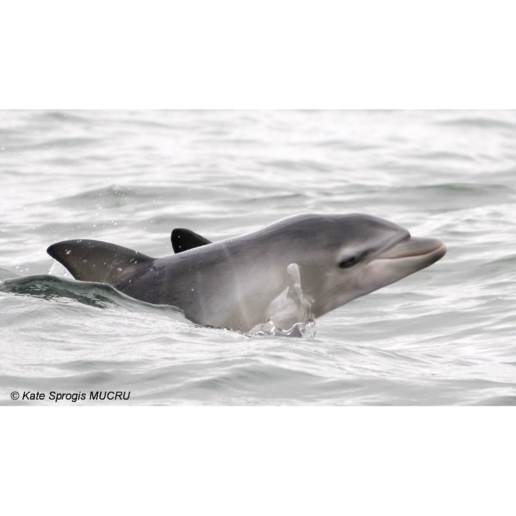 Индийская афалина (Tursiops aduncus) Фото №9