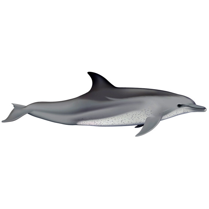 Индийская афалина (Tursiops aduncus) Фото №1