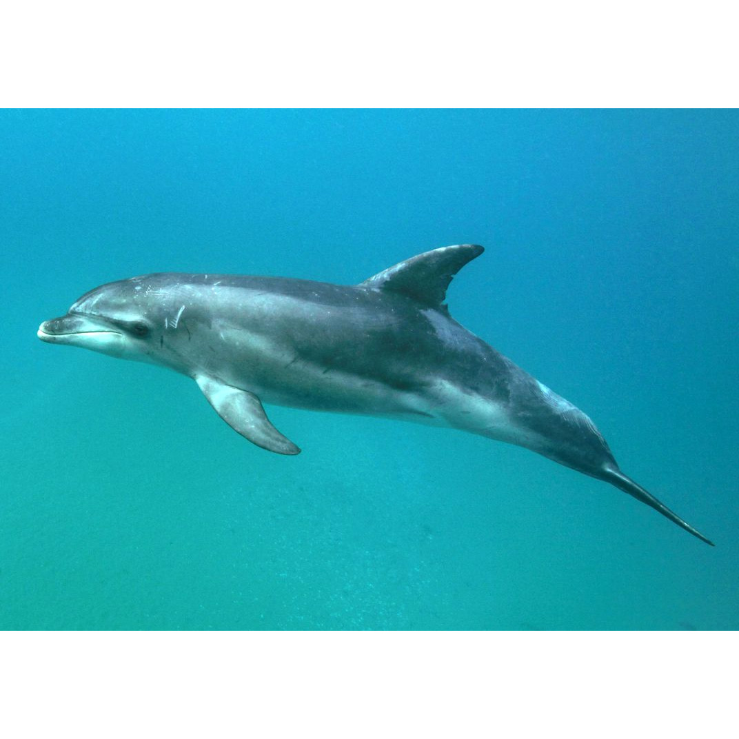 Австралийская афалина (Tursiops australis) Фото №2