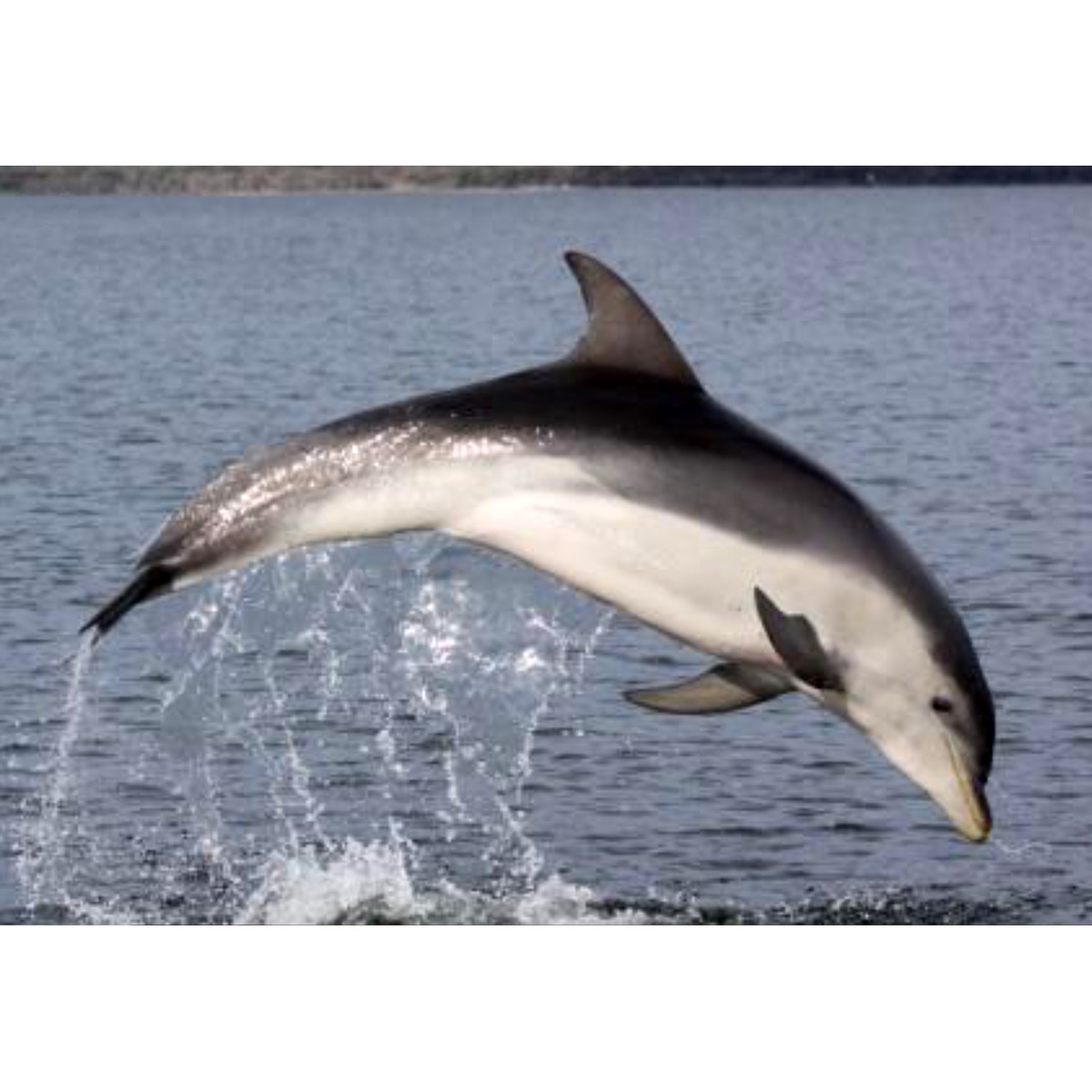 Австралийская афалина (Tursiops australis) Фото №3