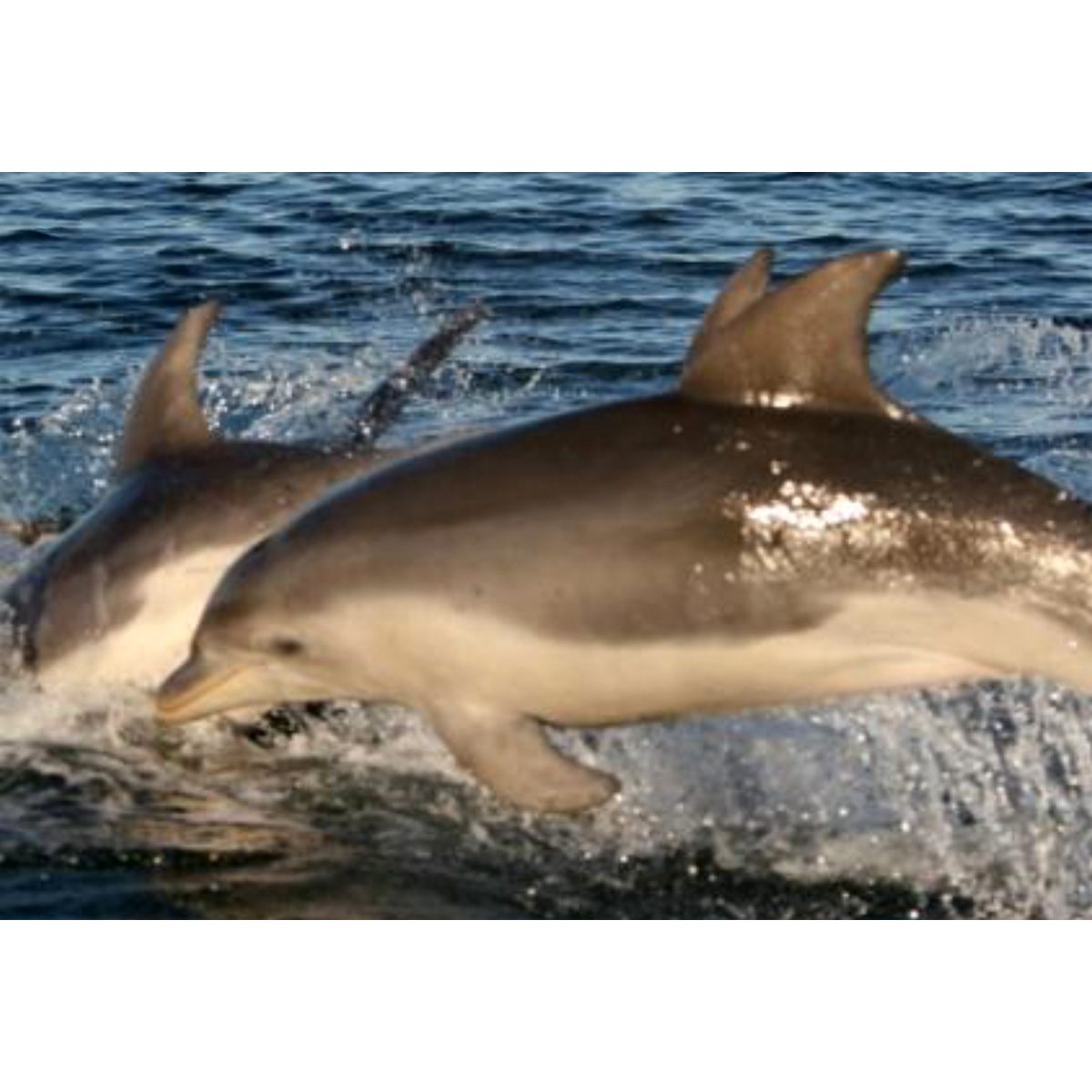 Австралийская афалина (Tursiops australis) Фото №4