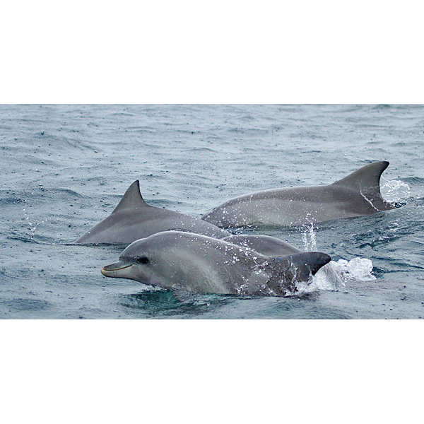 Австралийская афалина (Tursiops australis) Фото №5