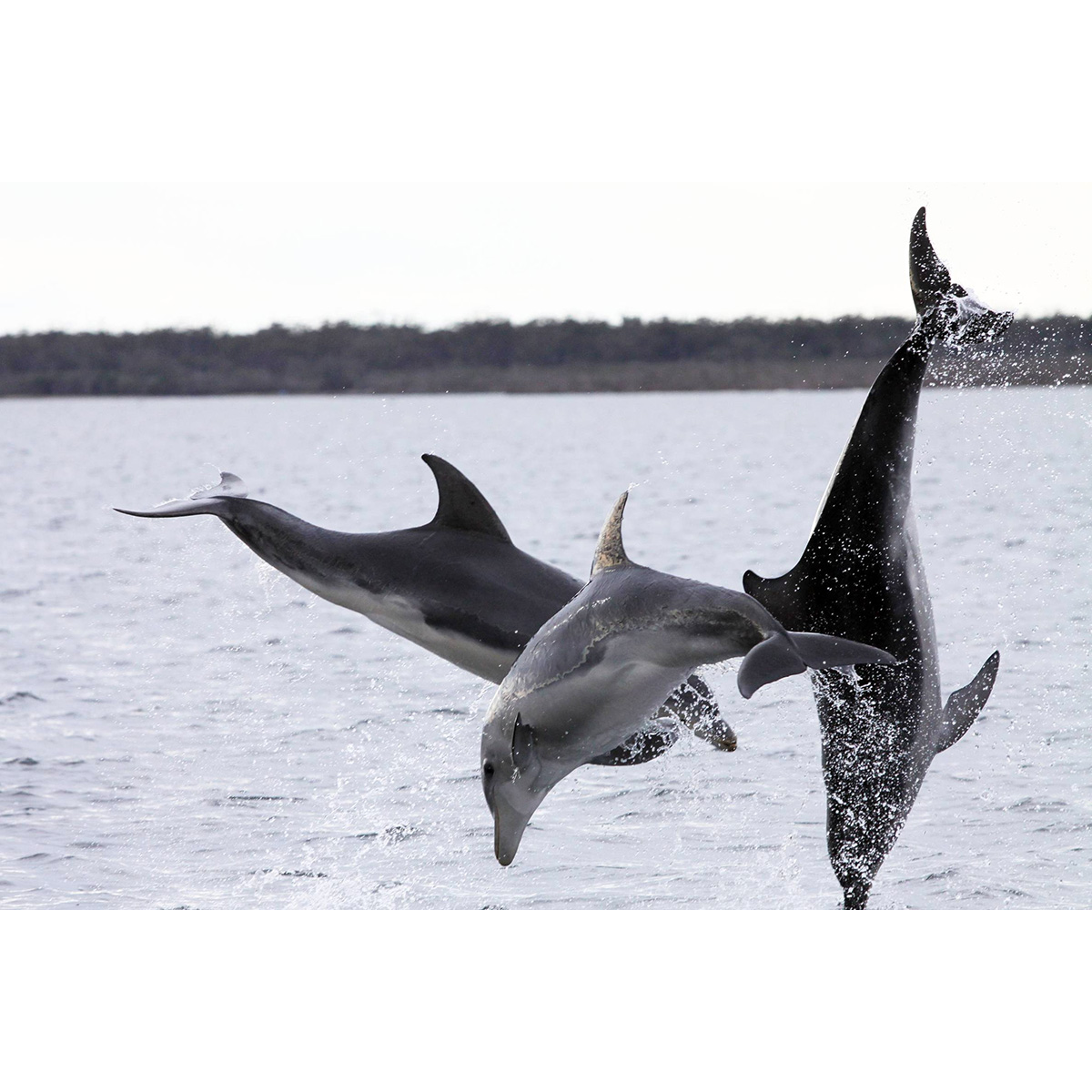 Австралийская афалина (Tursiops australis) Фото №6