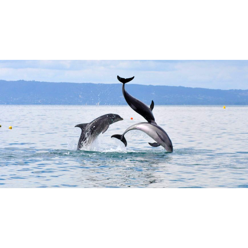 Австралийская афалина (Tursiops australis) Фото №7