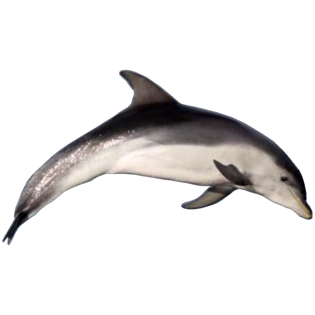 Австралийская афалина (Tursiops australis) Фото №1