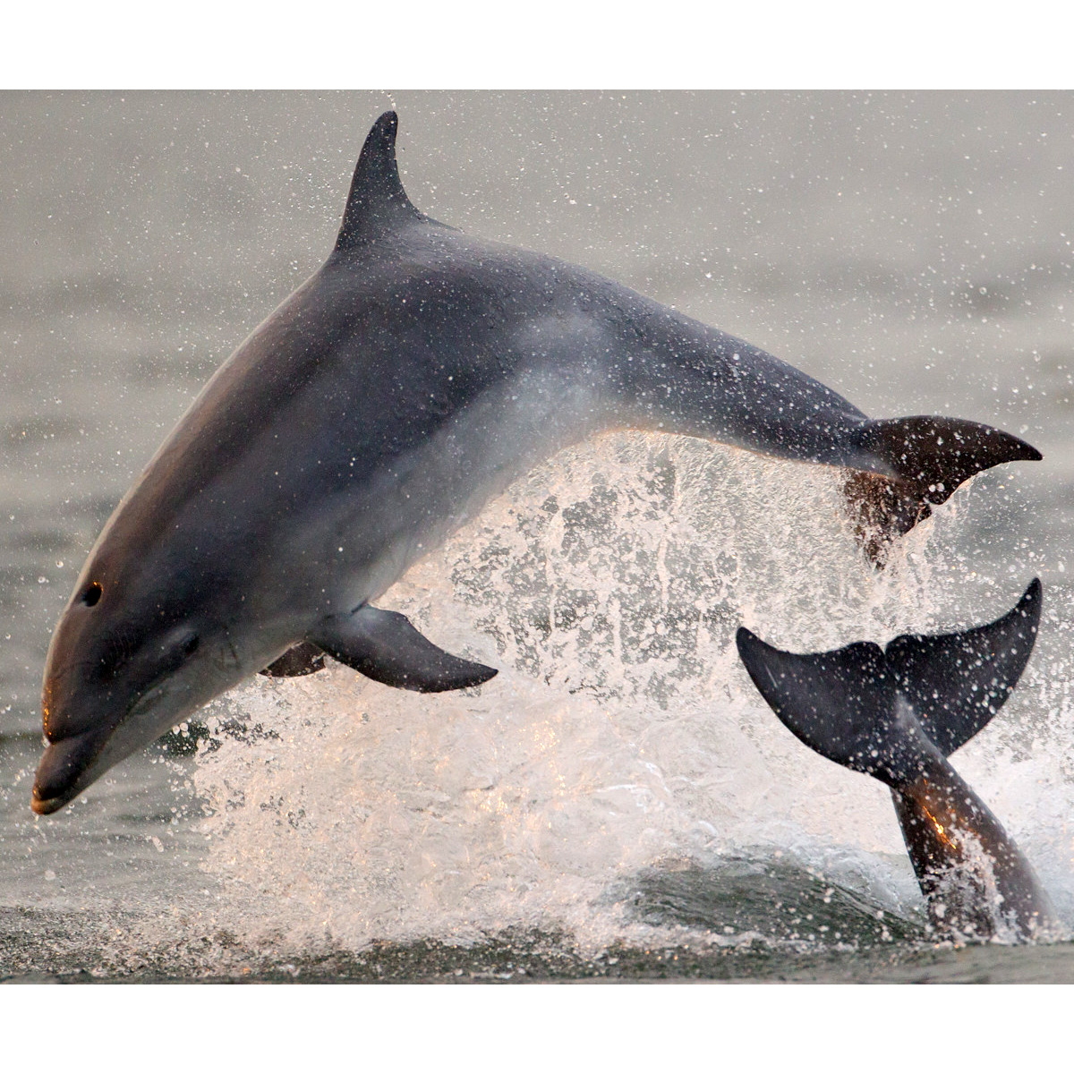 Афалина (Tursiops truncatus) Фото №2