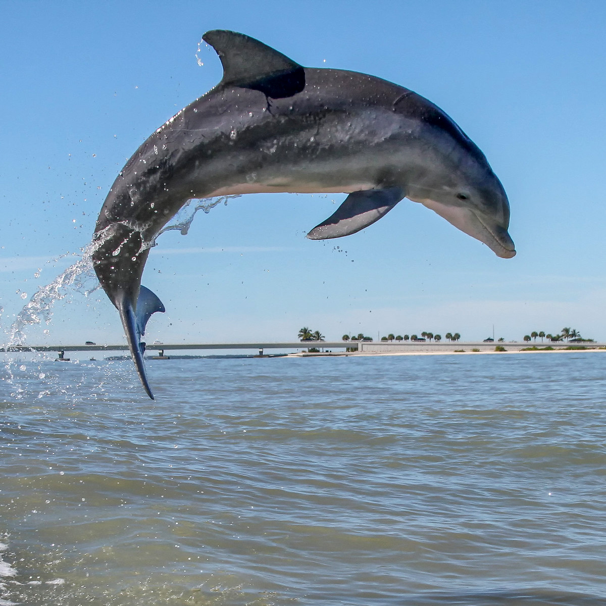 Афалина (Tursiops truncatus) Фото №3